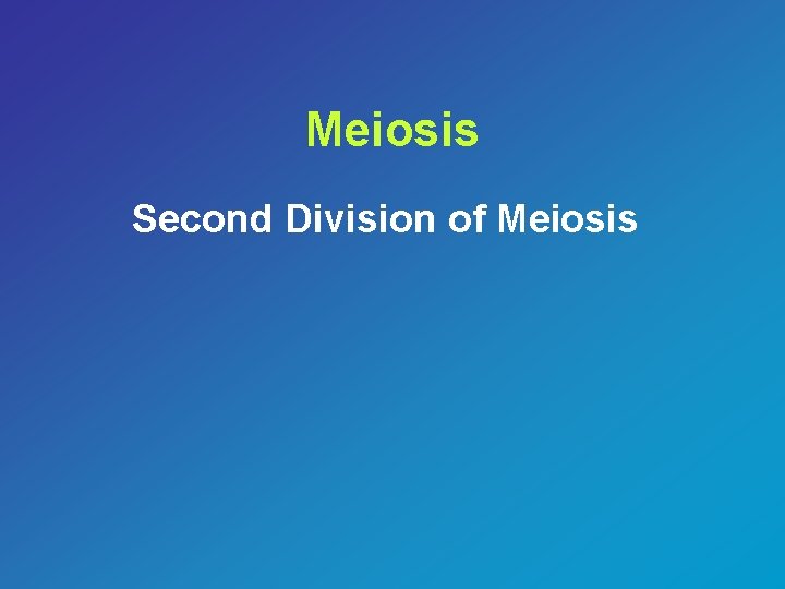 Meiosis Second Division of Meiosis 