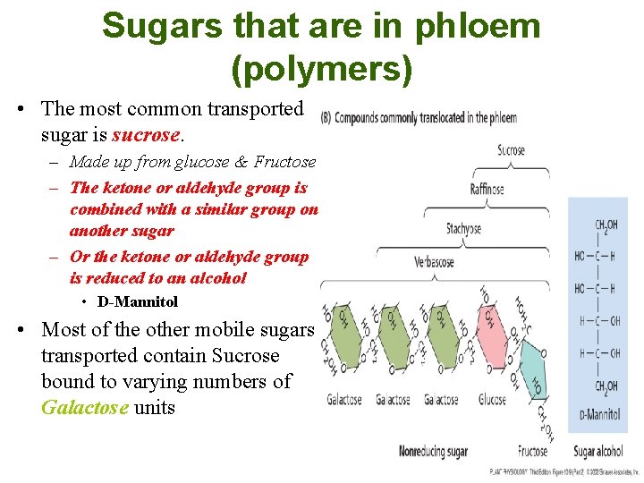 Sugars that are in phloem (polymers) • The most common transported sugar is sucrose.