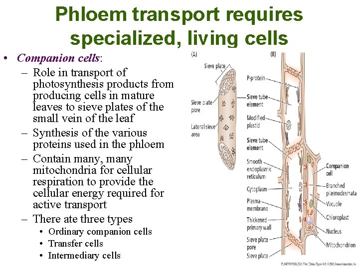 Phloem transport requires specialized, living cells • Companion cells: – Role in transport of