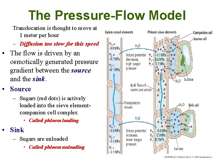 The Pressure-Flow Model Translocation is thought to move at 1 meter per hour –