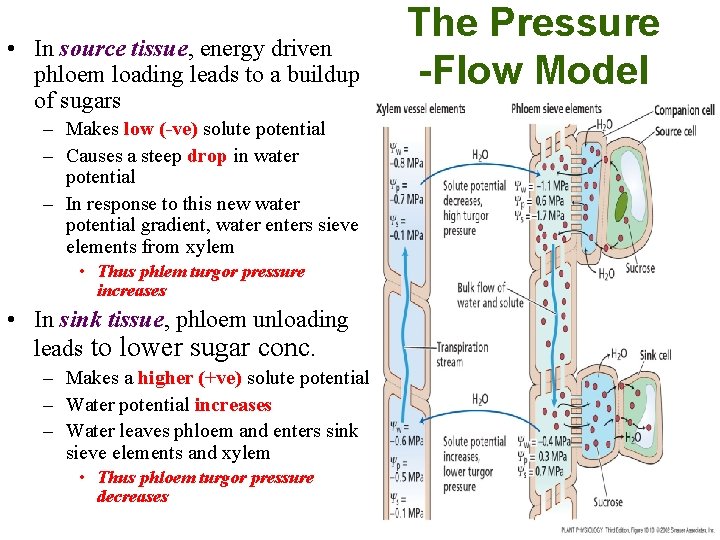  • In source tissue, energy driven phloem loading leads to a buildup of