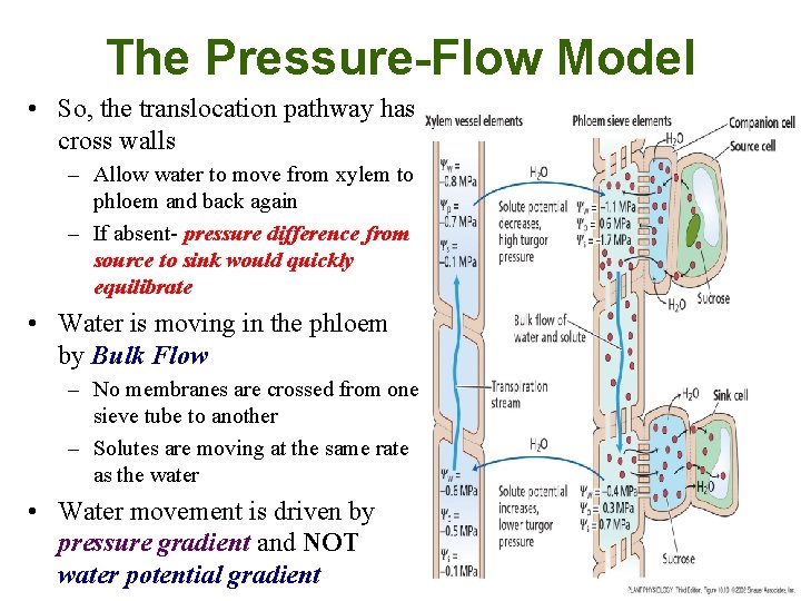 The Pressure-Flow Model • So, the translocation pathway has cross walls – Allow water
