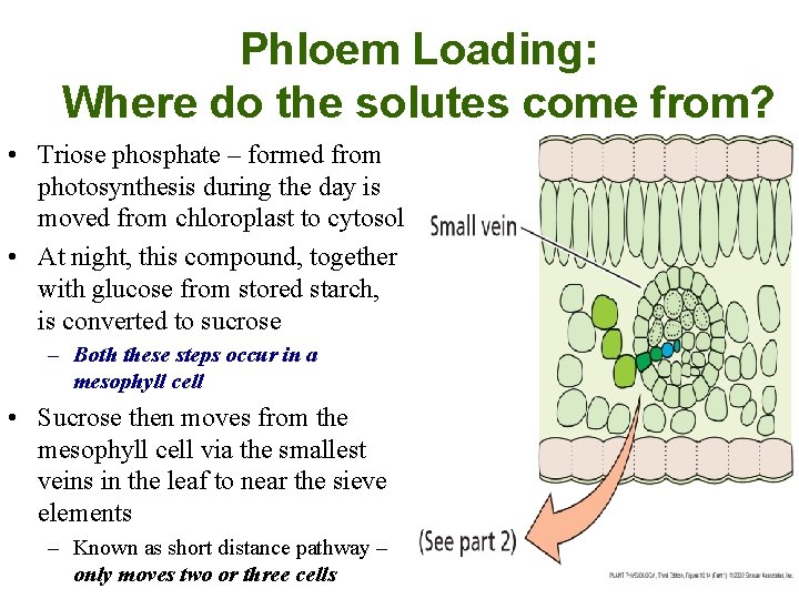 Phloem Loading: Where do the solutes come from? • Triose phosphate – formed from