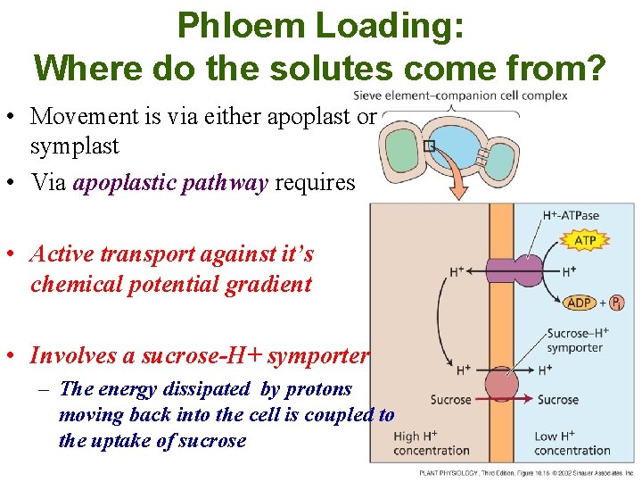 Phloem Loading: Where do the solutes come from? • Movement is via either apoplast