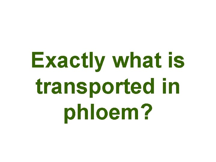 Exactly what is transported in phloem? 