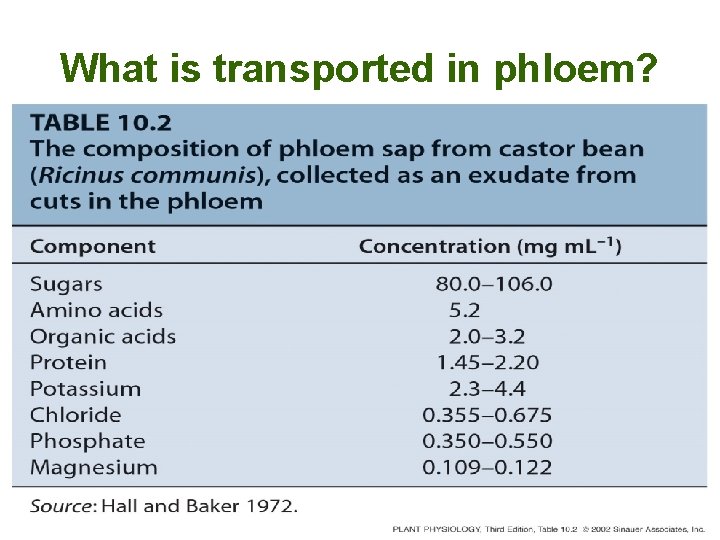 What is transported in phloem? 