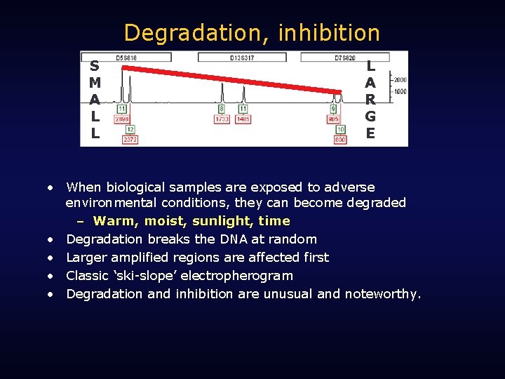Degradation, inhibition S M A L L L A R G E • When