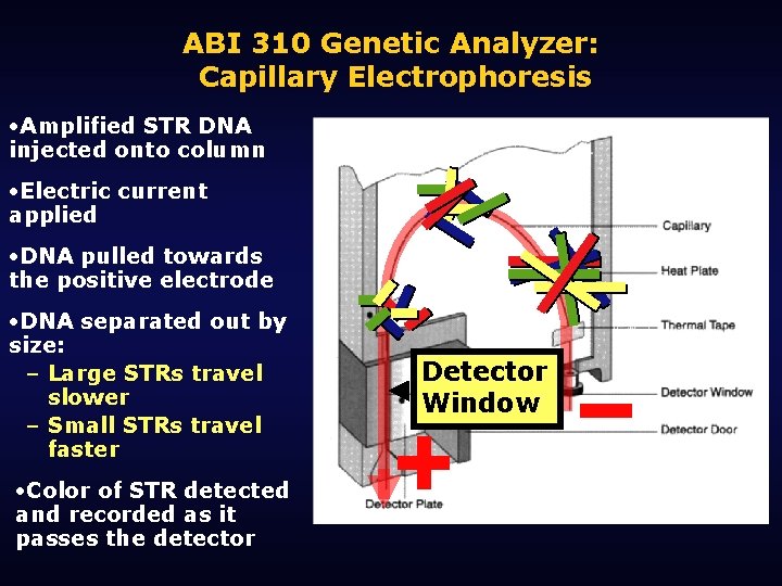 ABI 310 Genetic Analyzer: Capillary Electrophoresis • Amplified STR DNA injected onto column •