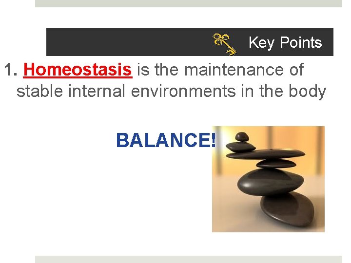 Key Points 1. Homeostasis is the maintenance of stable internal environments in the body