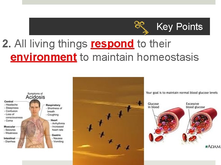 Key Points 2. All living things respond to their environment to maintain homeostasis 