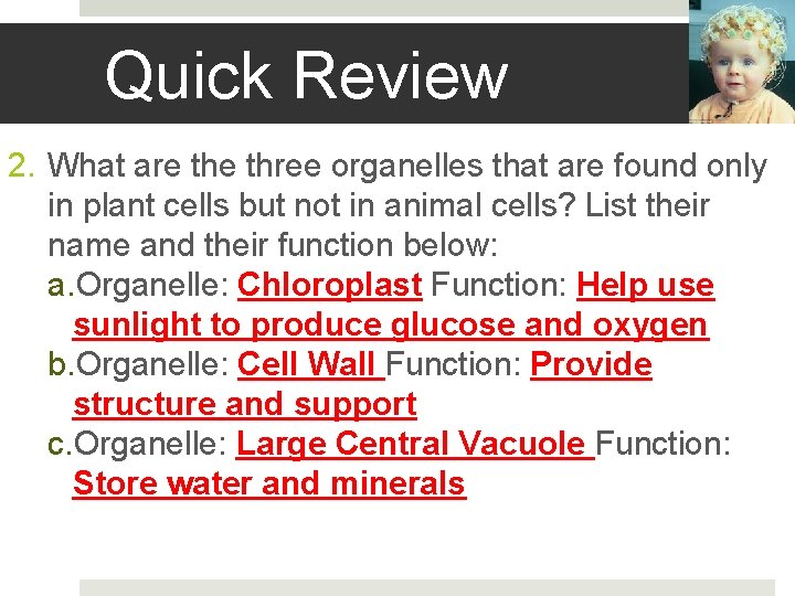 Quick Review 2. What are three organelles that are found only in plant cells