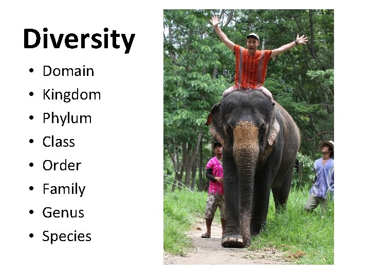 Diversity • • Domain Kingdom Phylum Class Order Family Genus Species 