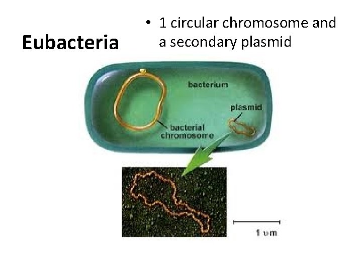 Eubacteria • 1 circular chromosome and a secondary plasmid 