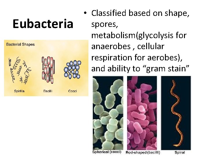 Eubacteria • Classified based on shape, spores, metabolism(glycolysis for anaerobes , cellular respiration for