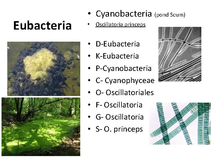 Eubacteria • Cyanobacteria (pond Scum) • Oscillatoria princeps • • D-Eubacteria K-Eubacteria P-Cyanobacteria C-