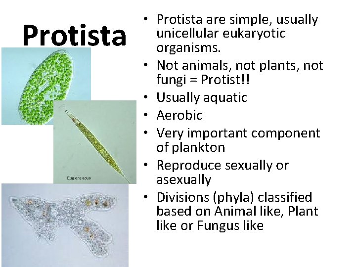 Protista • Protista are simple, usually unicellular eukaryotic organisms. • Not animals, not plants,