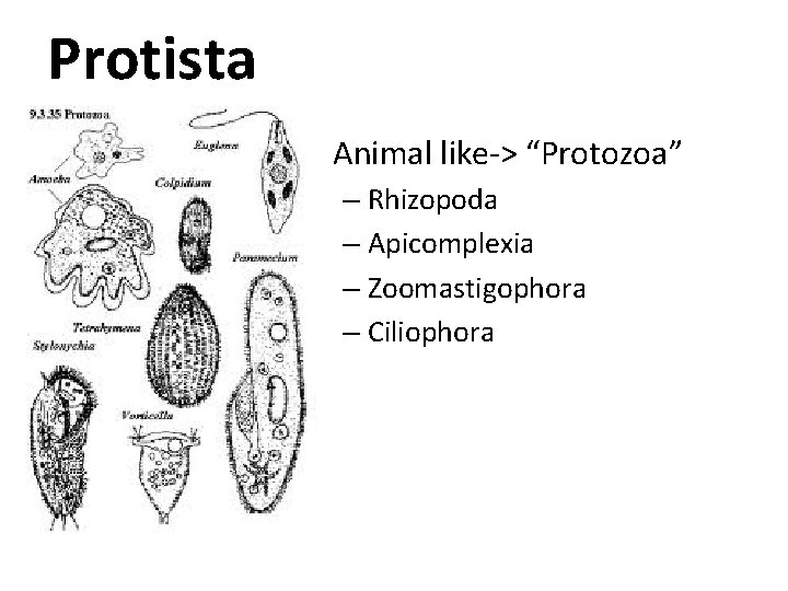 Protista • Animal like-> “Protozoa” – Rhizopoda – Apicomplexia – Zoomastigophora – Ciliophora 