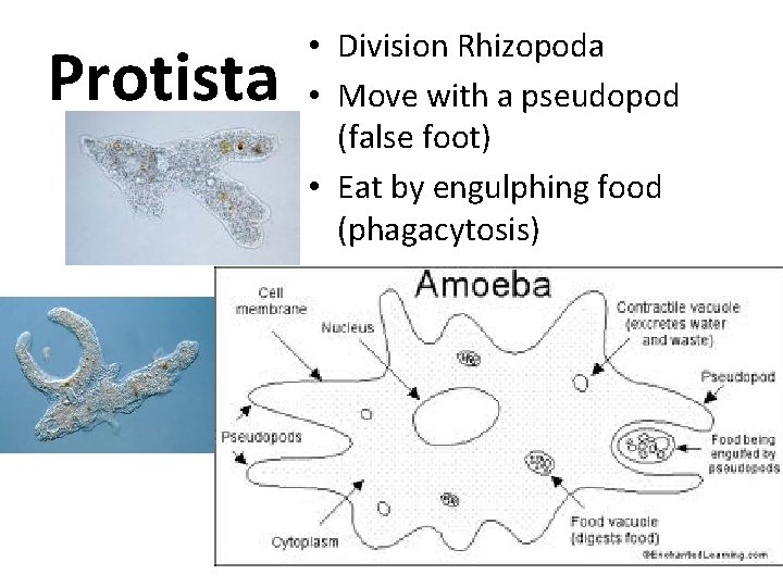 Protista • Division Rhizopoda • Move with a pseudopod (false foot) • Eat by