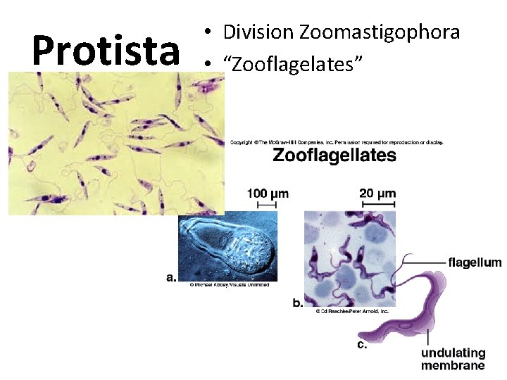 Protista • Division Zoomastigophora • “Zooflagelates” 