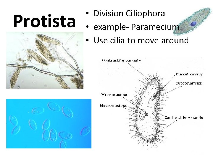 Protista • Division Ciliophora • example- Paramecium • Use cilia to move around 