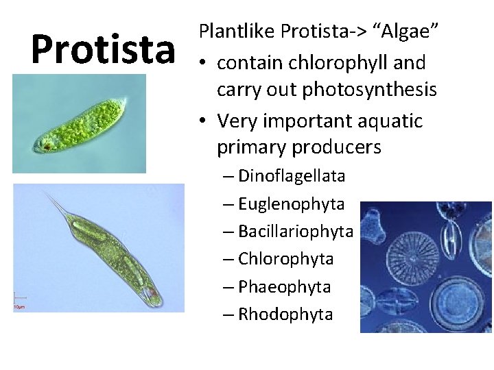 Protista Plantlike Protista-> “Algae” • contain chlorophyll and carry out photosynthesis • Very important