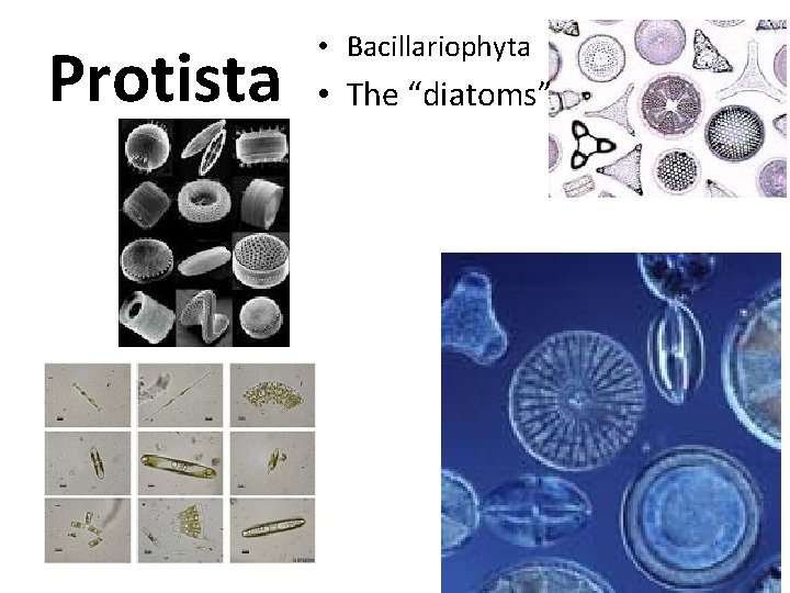 Protista • Bacillariophyta • The “diatoms” 