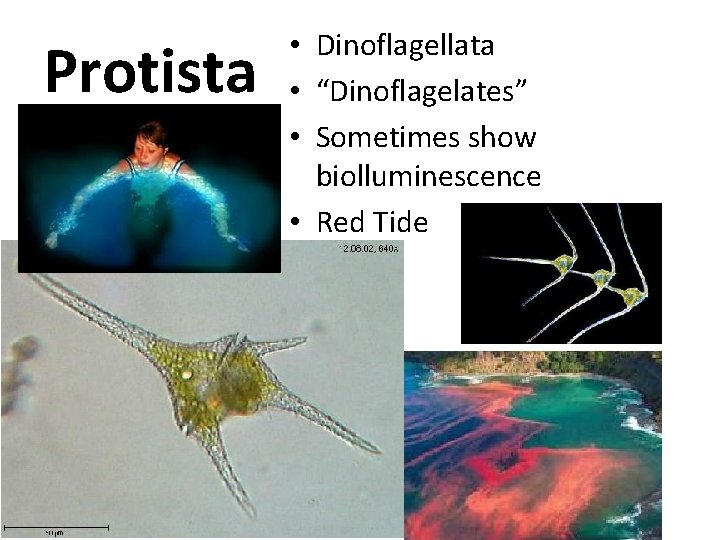 Protista • Dinoflagellata • “Dinoflagelates” • Sometimes show biolluminescence • Red Tide 