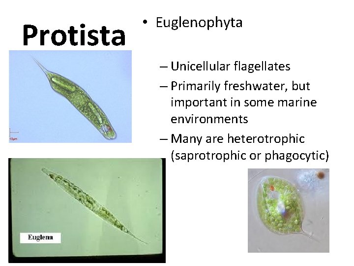 Protista • Euglenophyta – Unicellular flagellates – Primarily freshwater, but important in some marine