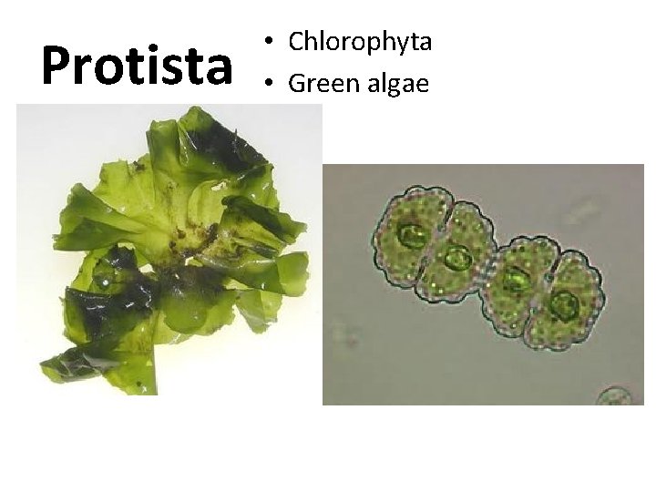 Protista • Chlorophyta • Green algae 