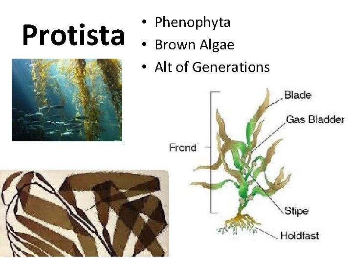Protista • Phenophyta • Brown Algae • Alt of Generations 