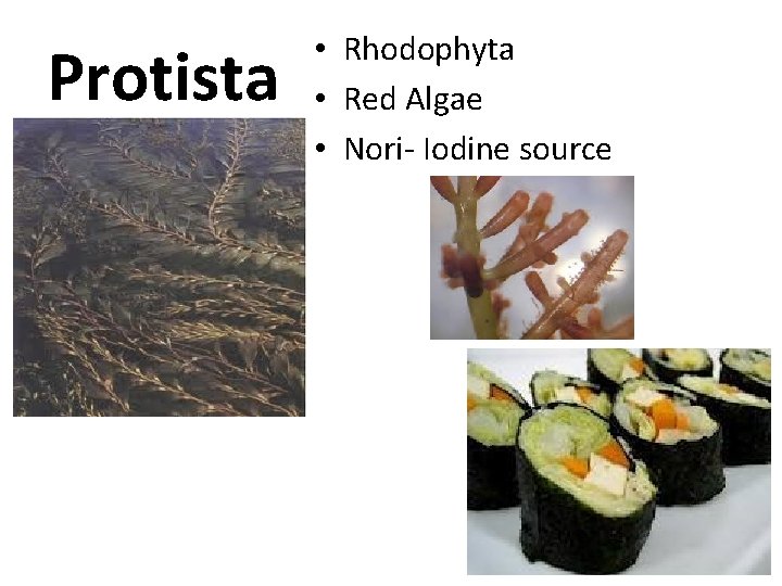Protista • Rhodophyta • Red Algae • Nori- Iodine source 