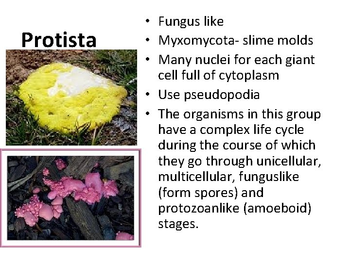 Protista • Fungus like • Myxomycota- slime molds • Many nuclei for each giant