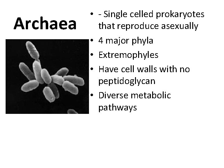 Archaea • - Single celled prokaryotes that reproduce asexually • 4 major phyla •