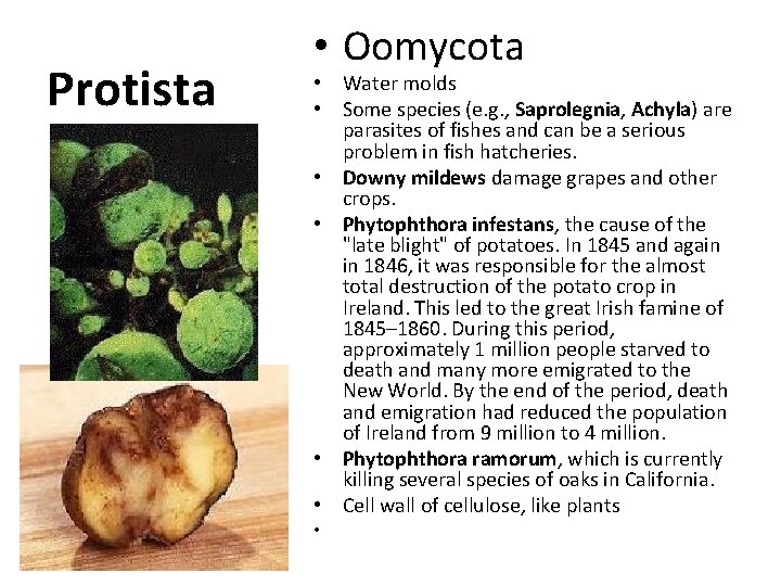 Protista • Oomycota • Water molds • Some species (e. g. , Saprolegnia, Achyla)