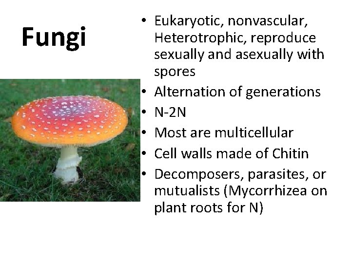 Fungi • Eukaryotic, nonvascular, Heterotrophic, reproduce sexually and asexually with spores • Alternation of