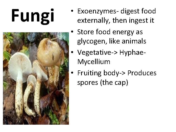 Fungi • Exoenzymes- digest food externally, then ingest it • Store food energy as