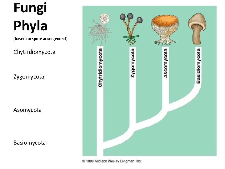 Fungi Phyla (based on spore arrangement) Chytridiomycota Zygomycota Asomycota Basiomycota 