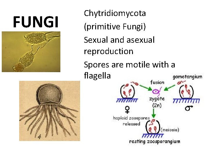 FUNGI Chytridiomycota (primitive Fungi) Sexual and asexual reproduction Spores are motile with a flagella