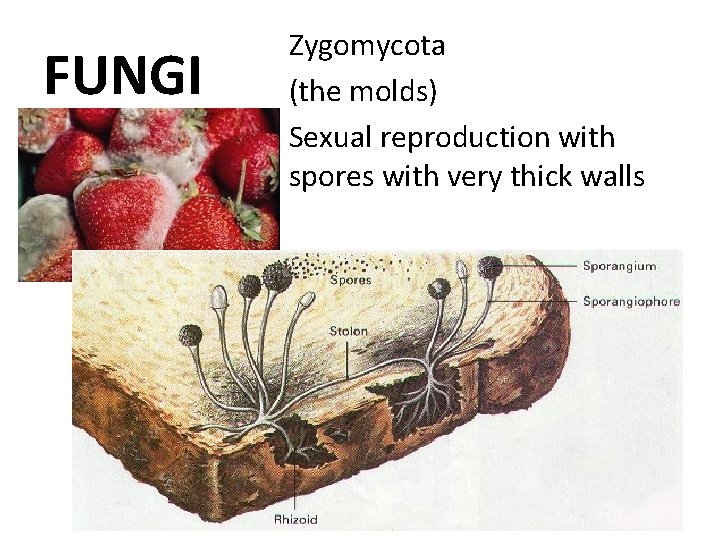 FUNGI Zygomycota (the molds) Sexual reproduction with spores with very thick walls 