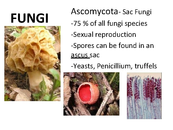 FUNGI Ascomycota- Sac Fungi -75 % of all fungi species -Sexual reproduction -Spores can