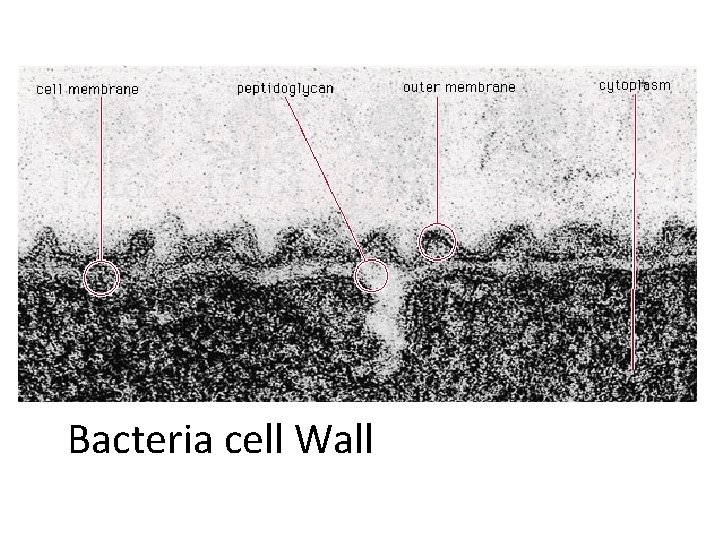 Bacteria cell Wall 