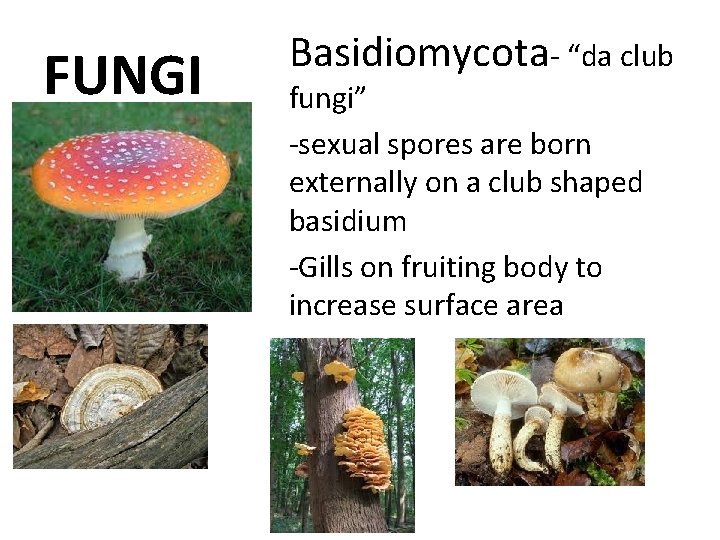 FUNGI Basidiomycota- “da club fungi” -sexual spores are born externally on a club shaped