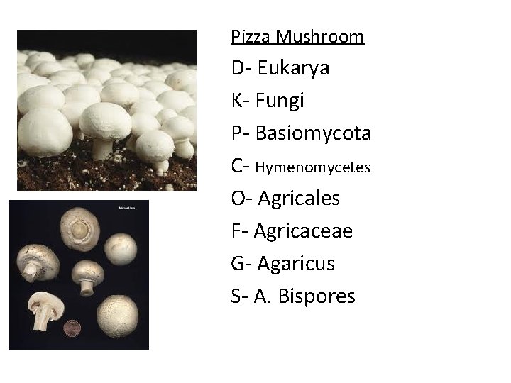 Pizza Mushroom D- Eukarya K- Fungi P- Basiomycota C- Hymenomycetes O- Agricales F- Agricaceae