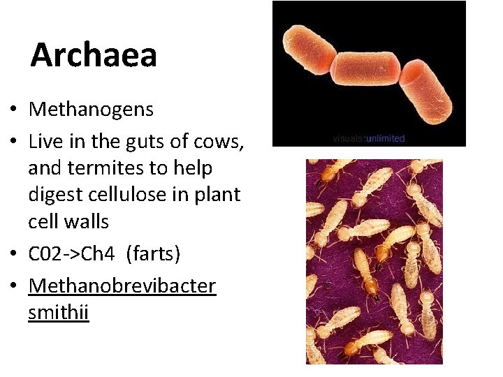 Archaea • Methanogens • Live in the guts of cows, and termites to help