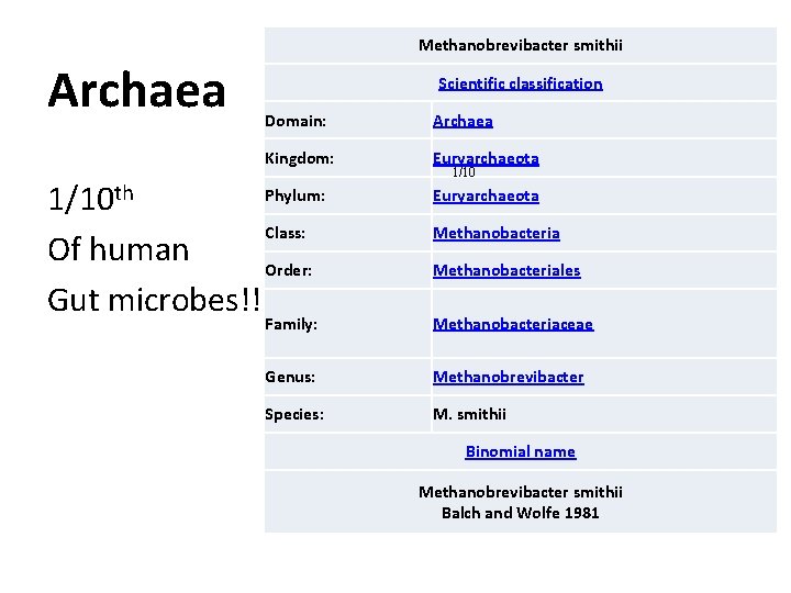 Methanobrevibacter smithii Archaea Scientific classification Domain: Archaea Kingdom: Euryarchaeota Phylum: 1/10 th Class: Of