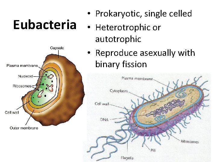 Eubacteria • Prokaryotic, single celled • Heterotrophic or autotrophic • Reproduce asexually with binary