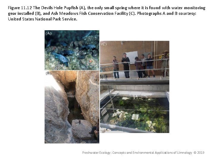 Figure 11. 12 The Devils Hole Pupfish (A), the only small spring where it