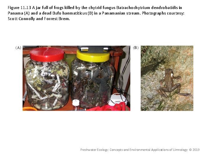 Figure 11. 13 A jar full of frogs killed by the chytrid fungus Batrachochytrium