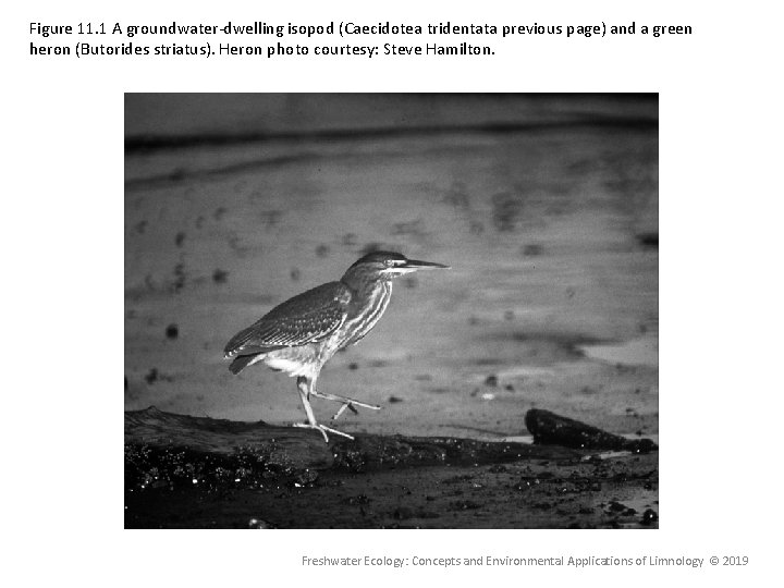Figure 11. 1 A groundwater-dwelling isopod (Caecidotea tridentata previous page) and a green heron