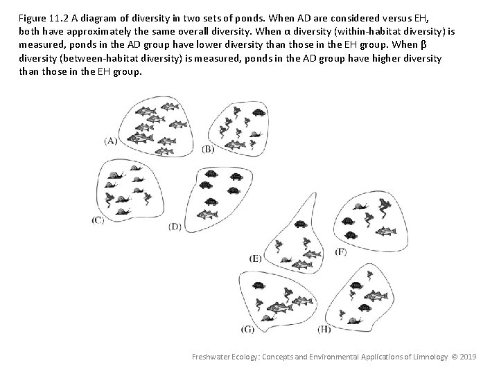 Figure 11. 2 A diagram of diversity in two sets of ponds. When AD
